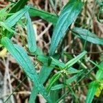 Melampyrum sylvaticum leaf picture by eLJot (cc-by-sa)