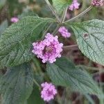 Lippia alba flower picture by osvaldo nohl (cc-by-sa)