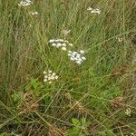 Oenanthe lachenalii habit picture by Caloin Frederic (cc-by-sa)