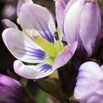 Gentianella corymbosa flower picture by Fabien Anthelme (cc-by-sa)