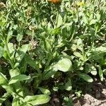 Calendula officinalis habit picture by Cyril Piou (cc-by-sa)