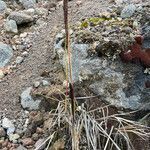 Agrostis foliata habit picture by Fabien Anthelme (cc-by-sa)