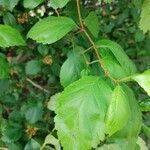 Crataegus douglasii leaf picture by Mathew March (cc-by-sa)