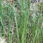 Juncus effusus habit picture by Eli Small (cc-by-sa)