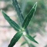 Verbena bonariensis leaf picture by kafaktor (cc-by-sa)