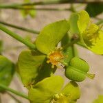 Euphorbia biumbellata fruit picture by Llandrich anna (cc-by-sa)