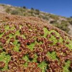 Azorella compacta fruit picture by Fabien Anthelme (cc-by-sa)