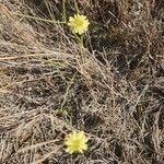 Launaea hafunensis flower picture by Susan Brown (cc-by-sa)