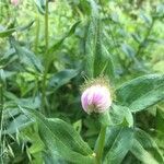 Erigeron speciosus flower picture by Physa Liese (cc-by-sa)