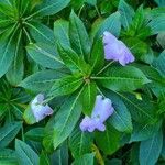 Impatiens sodenii leaf picture by Sarah Domingos (cc-by-sa)