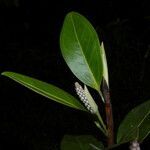 Anthurium obtusum flower picture by Nelson Zamora Villalobos (cc-by-nc)