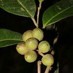 Pera arborea fruit picture by Nelson Zamora Villalobos (cc-by-nc)