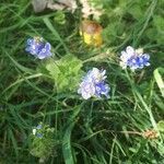 Veronica teucrium flower picture by Sabine VAN HAELE (cc-by-sa)