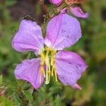 Rhexia mariana flower picture by Dillon deKalands (cc-by-sa)