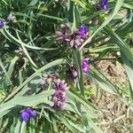 Tradescantia virginiana flower picture by daniel Marechal (cc-by-sa)