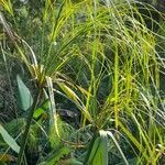 Cyperus giganteus leaf picture by Trap Hers (cc-by-sa)