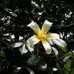 Ceiba chodatii flower picture by VALDATTI CLAUDIA CRISTINA (cc-by-sa)