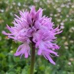 Orchis italica flower picture by michele sisto (cc-by-sa)