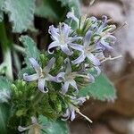 Campanula elatinoides flower picture by Franco Colnago (cc-by-sa)