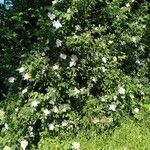 Rosa canina habit picture by Jean-François Wils (cc-by-sa)