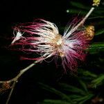 Calliandra magdalenae flower picture by Nelson Zamora Villalobos (cc-by-nc)