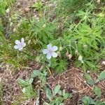 Geranium rivulare habit picture by Jacques Zuber (cc-by-sa)