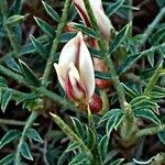 Astragalus balearicus flower picture by Ricardo Lemaur (cc-by-sa)