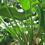 Philodendron giganteum habit picture by Daniel Barthelemy (cc-by-nc)