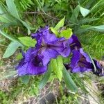 Iris versicolor flower picture by Raymond Gagnon (cc-by-sa)