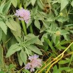 Scabiosa holosericea flower picture by shilagange (cc-by-sa)