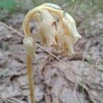 Monotropa hypopitys flower picture by Přemysl Valeška (cc-by-sa)