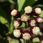 Psiadia anchusifolia flower picture by Schnittler Martin (cc-by-sa)