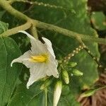 Solanum trilobatum flower picture by Chee Keong Chan (cc-by-sa)