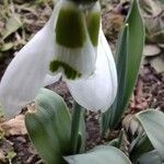 Galanthus elwesii leaf picture by Lars Mannzen (cc-by-sa)