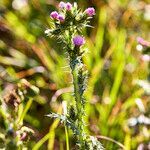 Carduus tenuiflorus habit picture by Aurélia et JChris Courte-Barbary (cc-by-sa)