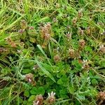 Lamium purpureum habit picture by Pierre LEON (cc-by-sa)