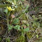 Hyoseris scabra flower picture by margarida vila (cc-by-sa)