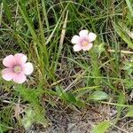 Linum pubescens flower picture by Geneviève Nuptia (cc-by-sa)