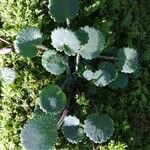 Saxifraga hirsuta leaf picture by Alfredo (cc-by-sa)