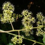 Vitis tiliifolia habit picture by Nelson Zamora Villalobos (cc-by-nc)