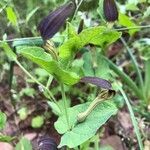 Aristolochia rotunda habit picture by philoup (cc-by-sa)