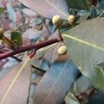 Laurus nobilis fruit picture by Pep Secem (cc-by-sa)