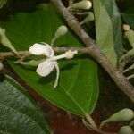 Quararibea stenophylla flower picture by Nelson Zamora Villalobos (cc-by-nc)