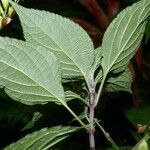 Salvia alvajaca leaf picture by Nelson Zamora Villalobos (cc-by-nc)