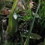 Orchis pauciflora leaf picture by Lugifa Lugifa (cc-by-sa)