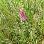 Erica ciliaris habit picture by Pierre LEON (cc-by-sa)