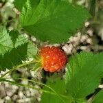 Rubus spectabilis fruit picture by Daniel Shyles (cc-by-sa)