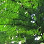 Talisia nervosa leaf picture by SINAC Pérez Greivin (cc-by-sa)