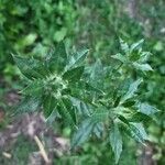 Carthamus tinctorius leaf picture by Stephen Williams (cc-by-sa)