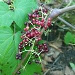 Aralia racemosa fruit picture by Audrey-Anne Lacroix (cc-by-sa)